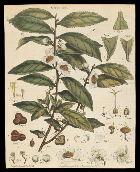 Tea plant (Camellia sinensis): flowering stem. Creator: Unknown.