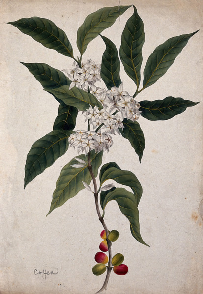 Coffee plant (Coffea arabica): flowering and fruiting stem. Creator: Unknown.