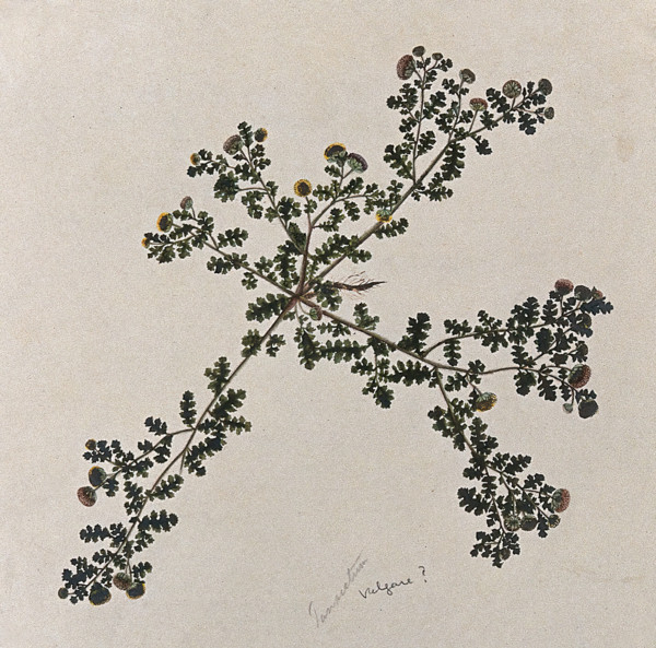 Tansy (Tanacetum vulgare): entire flowering plant. Creator: Unknown.