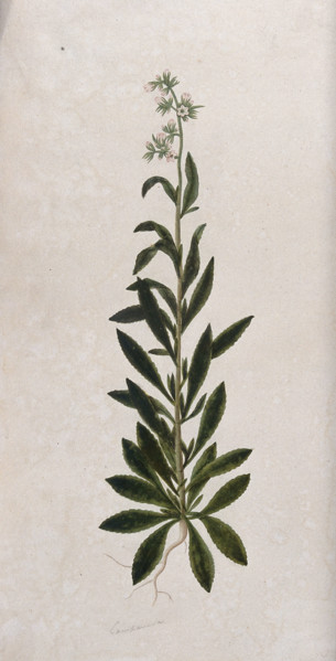 A bellflower (Campanula species): entire flowering plant. Creator: Unknown.
