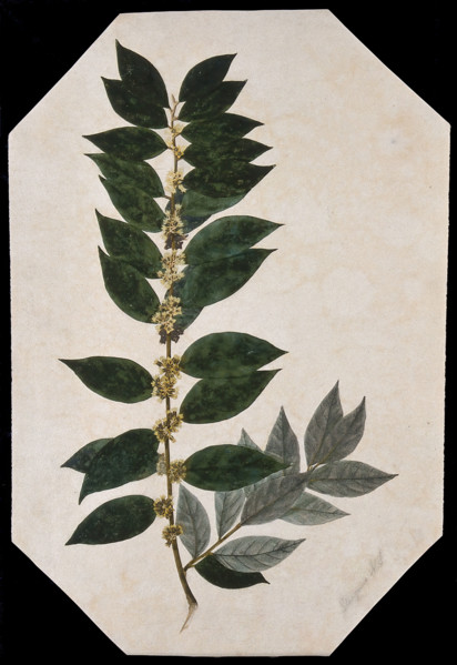 An oleaster plant (Elaeagnus species): flowering stem. Creator: Unknown.
