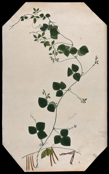 A plant (Trigonella species): flowering and fruiting stems with seed. Creator: Unknown.