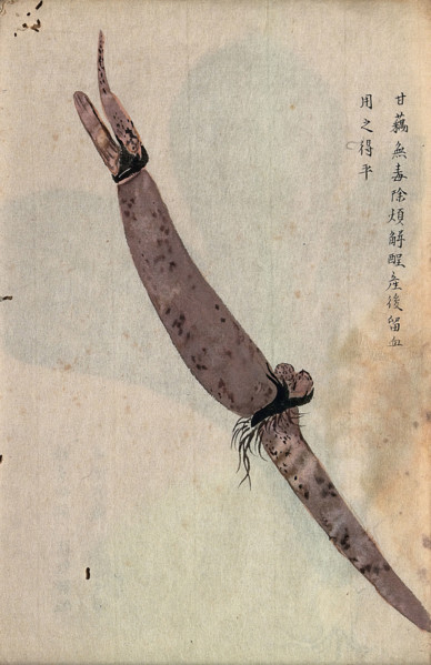Lotus root (Nelumbo nucifera): part of rhizome. Creator: Unknown.
