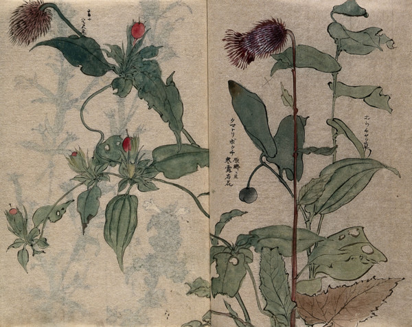 A thistle flower and fruiting plant. Creator: Unknown.