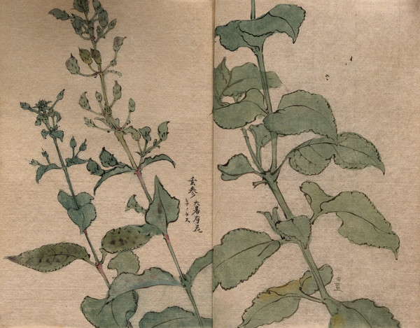 A fruiting plant of the Scrophulariaceae family: stem in two sections. Creator: Unknown.