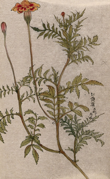 A marigold (Tagetes species): flowering stem. Creator: Unknown.