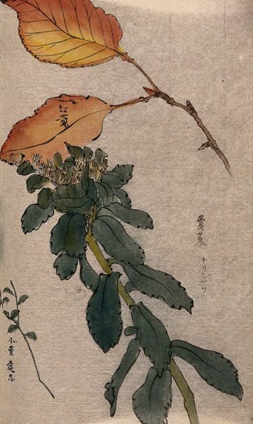 Autumn leaves of a beech tree (Fagus species) and two unidentified leafy stems. Creator: Unknown.