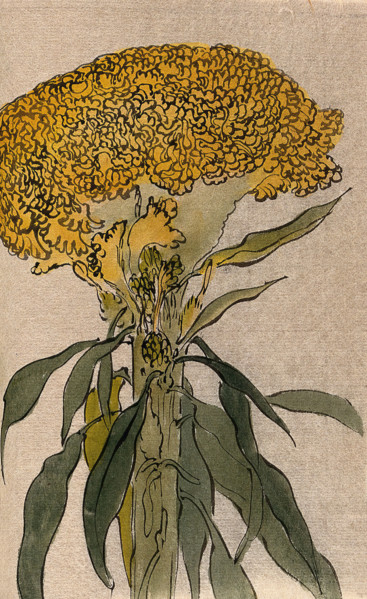 A plant of the Polygonaceae family: flowering stem. Creator: Unknown.