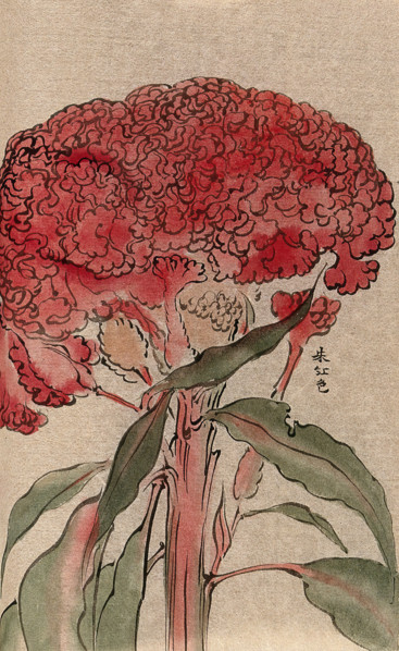 A plant of the Polygonaceae family, possibly a Rumex: flowering stem. Creator: Unknown.