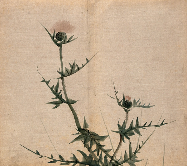A thistle (Cirsium species): flowering stem. Creator: Unknown.