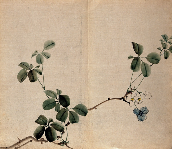 A flowering shrub: woody stem with white flowers. Creator: Unknown.