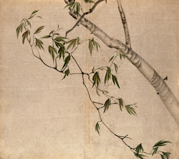 Japanese maple (Acer palmatum): branch with leaves. Creator: Unknown.