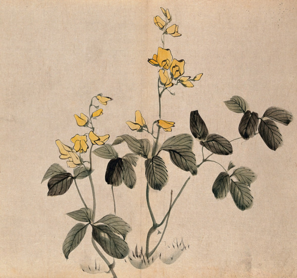 A leguminous plant: two stems with yellow flowers. Creator: Unknown.