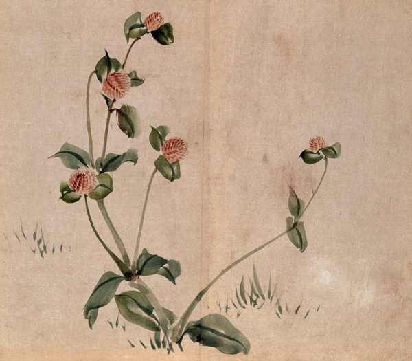 A grassland plant, possibly a clover (Trifolium species): flowering stem. Creator: Unknown.