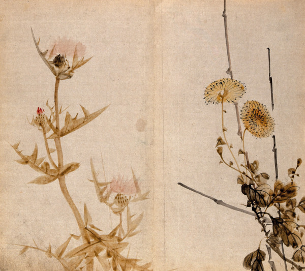 Two plants of the Compositae family: a flowering thistle (left) and yellow chrysanthemum (right). Creator: Unknown.