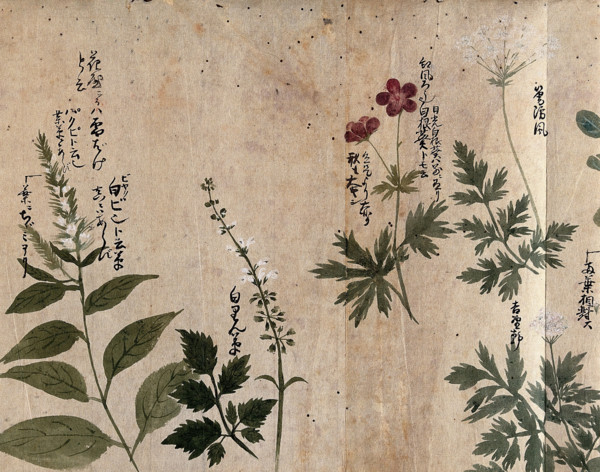 Five flowering plants, one possibly an Anthriscus species, 1870. Creator: Unknown.