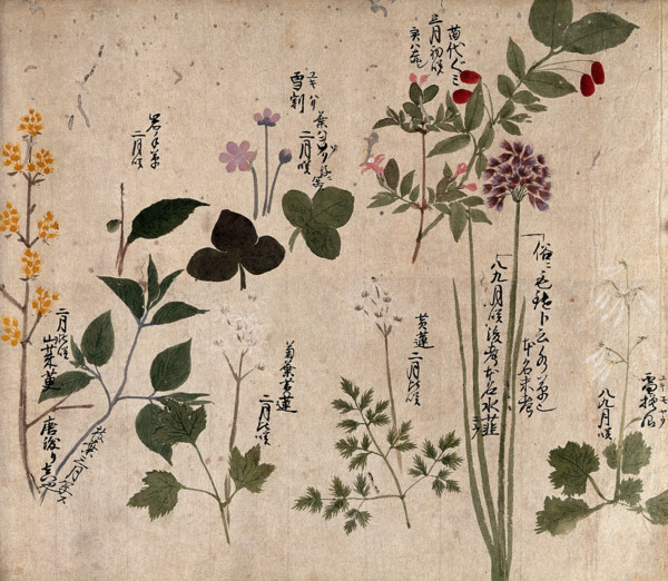 Eight flowering plants, possibly including a species of Allium and an Australian fuchsia..., 1870. Creator: Unknown.