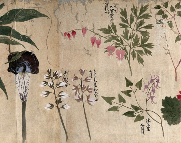 Five flowering plants, one possibly a voodoo lily (Sauromatum venosum), 1870. Creator: Unknown.