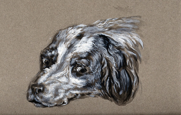 A head of a dog. Creator: Unknown.