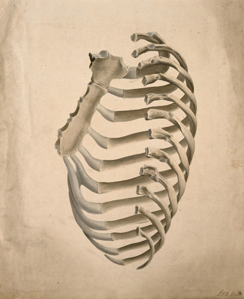 Sternum and right side of rib cage, seen from behind, 1831. Creator: GE Blenkins.
