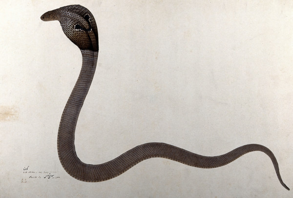 Indian cobra, with 'spectacle' marking on hood, 1782. Creator: Bhawani Das.