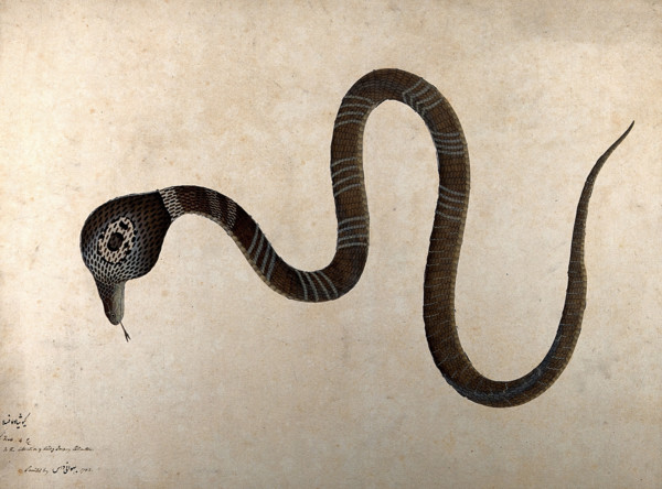 Indian cobra, with 'monocle' marking on hood, 1782. Creator: Bhawani Das.