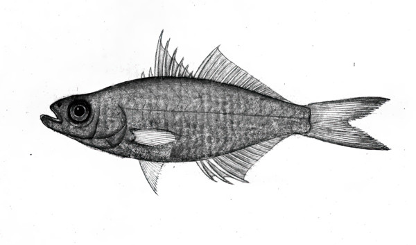 Fish, 1777-1783. Creator: Bhawani Das.