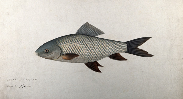 Fish, 1783. Creator: Bhawani Das.