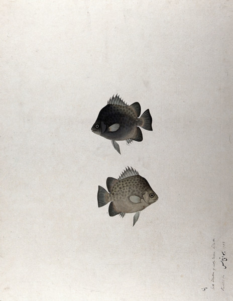 Two fish, 1783. Creator: Bhawani Das.