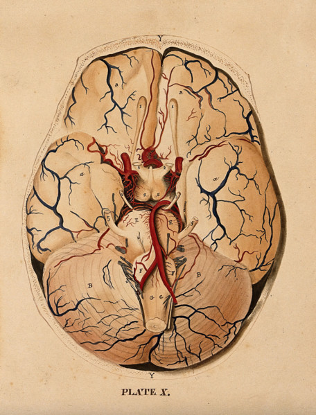 Brain: dissection showing the base of the brain, 1820-1827. Creator: William Home Lizars.