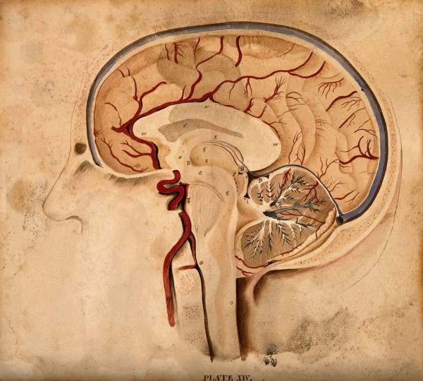 Brain: lateral section, 1820-1827. Creator: William Home Lizars.