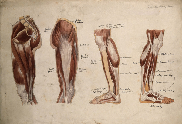 Muscles of the leg and foot: four écorché figures, 1880. Creator: Jeannette Mongredien.