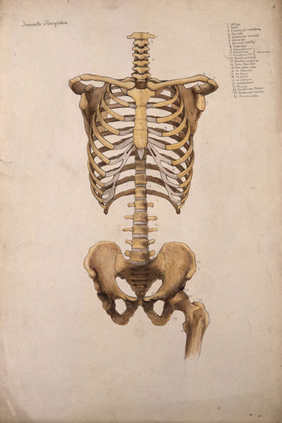 Bones of the trunk and pelvis: front view, 1880. Creator: Jeannette Mongredien.
