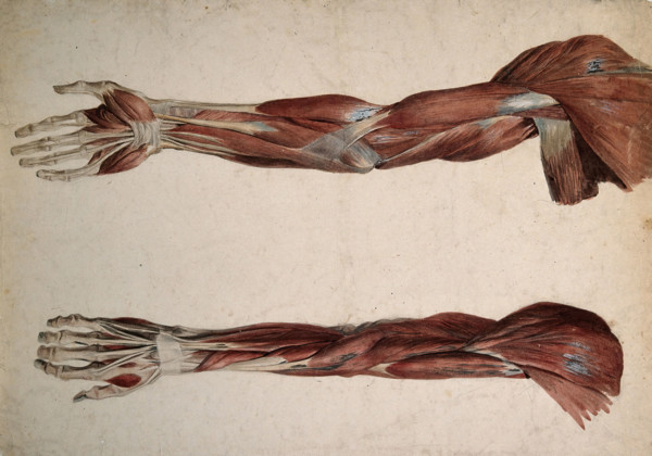Muscles and tendons of the upper arm: two écorchés, 1800-1899. Creator: Unknown.