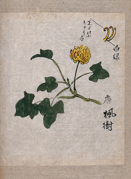 A plant, possibly a knotweed (Polygonum species): flowering stem and leaves. Creator: Unknown.