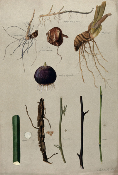 Various stem forms, including bulbs and roots, c1900. Creator: Isabel Sawkins.