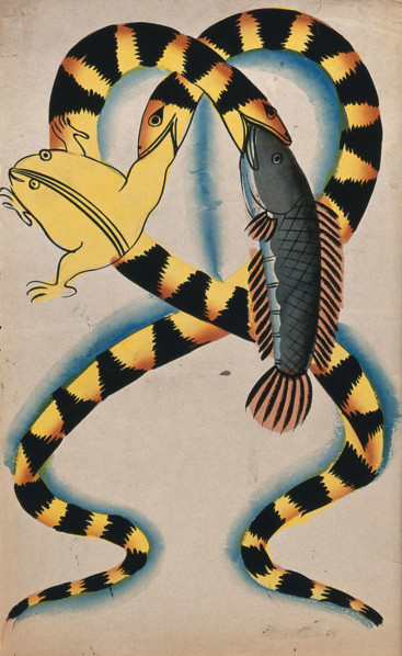 A Bengali proverb: two watersnakes swallowing fish and frog. Creator: Unknown.