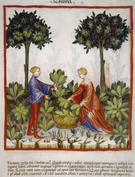 Lettuce, 14th century.  Creator: Unknown.