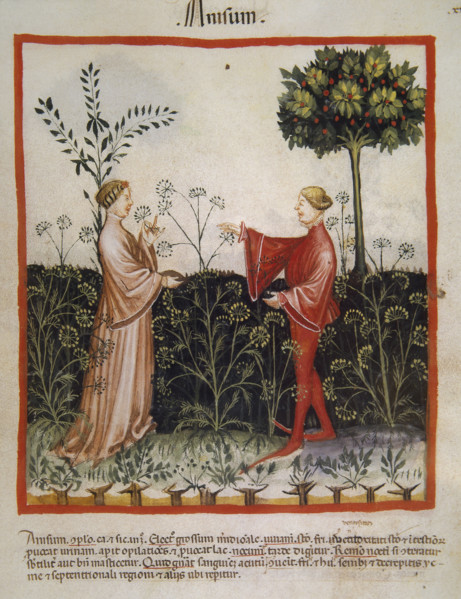 Anise,14th century.  Creator: Unknown.