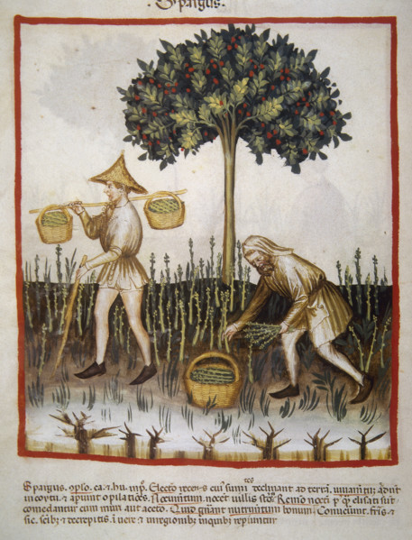 Asparagus, 14th century.  Creator: Unknown.