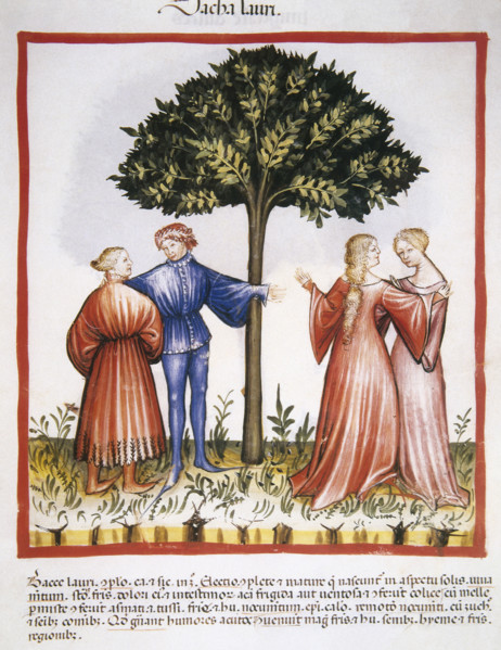 Laurel berries, 14th century.  Creator: Unknown.