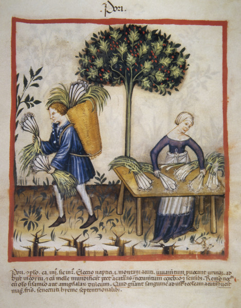 Leeks, 14th century.  Creator: Unknown.