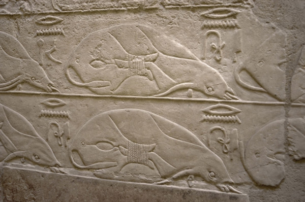 Tied cows relief, Mastaba of Kagemni, Saqqara, Egypt, Old Kingdom, 6th Dynasty, 2350 BC (2003). Creator: Unknown.
