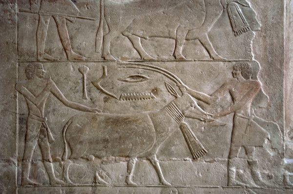 Polychrome relief depicting offering bearers with an antelope, Mastaba of Mereruka, Saqqara, Egypt. Creator: Unknown.