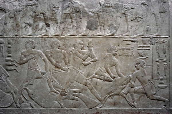 Relief depicting an ox slaughter, Mastaba of Mereruka, Saqqara, Egypt, Old Kingdom, 2003. Creator: Unknown.