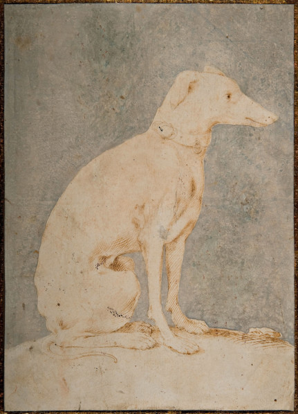 Greyhound, First Half of 16th century. Creator: Parmigianino (1503-1540).