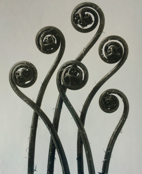 Adiantum pedatum, Haarfarn (Maidenhair fern). From: Urformen der Kunst (Art Forms in Nature), 1928. Creator: Blossfeldt, Karl (1865-1932).