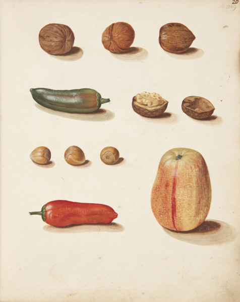 Study of apple, nuts and peppers, 1749. Creator: Fosie, Johanna Marie (1726-1764).