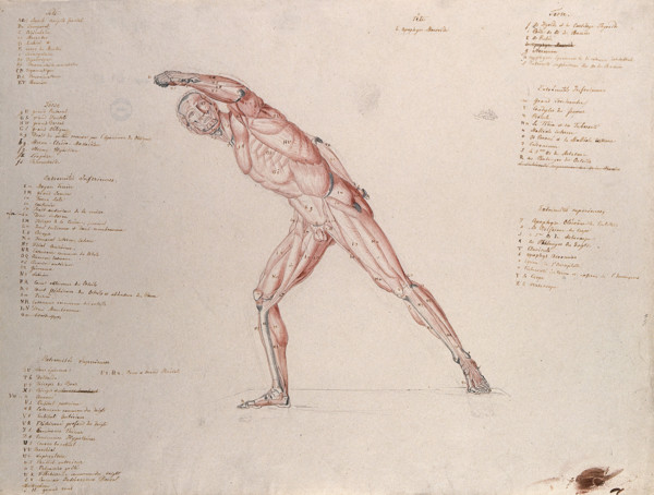 Myologic structure of the 'Borghese Gladiator' statue: the figure is presented as an écorché,(1833?) Creator: Johann Conrad Zeller.