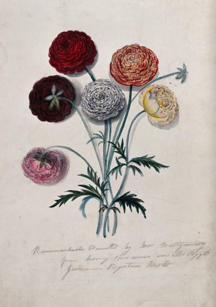 Six cut Ranunculus flowers: double-flowered varieties with leaves. Creator: Mrs Montgomery.